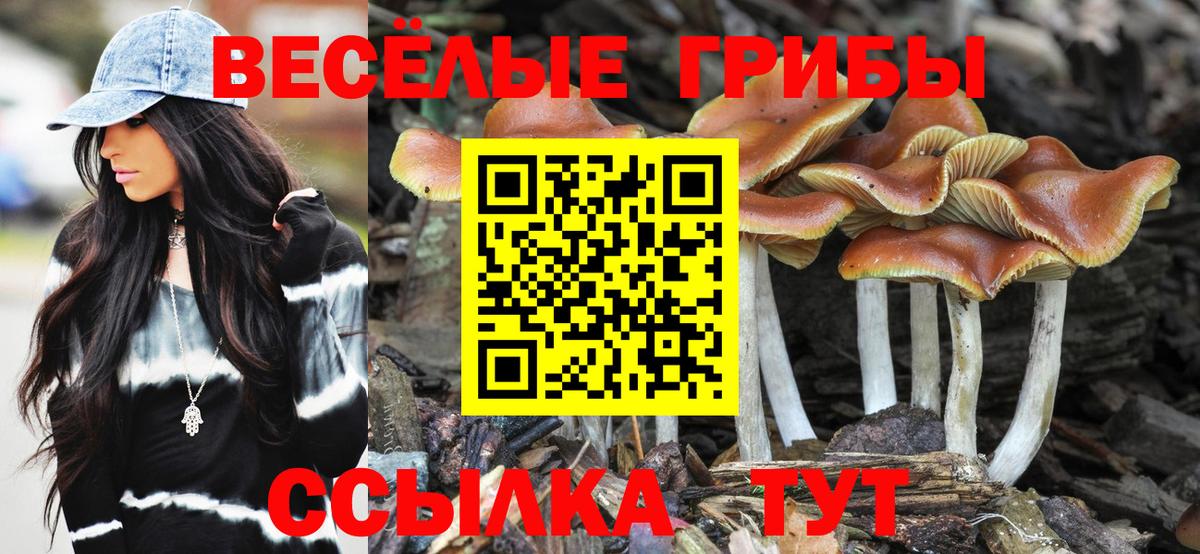 Ногинск  купить закладку  Вход с VPN  Псилоцибиновые грибы GOLDEN TEACHER 